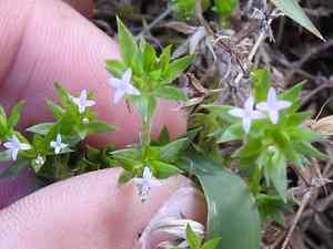 Blue field-madder(Sherardia arvensis)