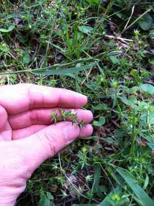 Blue field-madder(Sherardia arvensis)