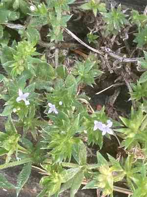 Blue field-madder(Sherardia arvensis)