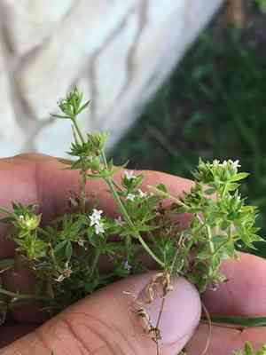 Blue field-madder(Sherardia arvensis)