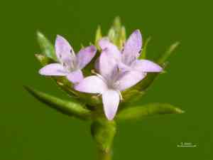 Sherardia (Sherardia)(Sherardia)