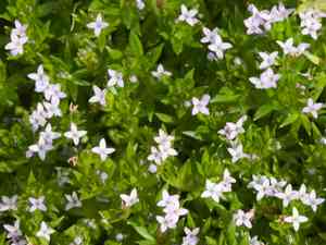 Sherardia (Sherardia)(Sherardia)