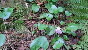 Nippon bells(Shortia uniflora)