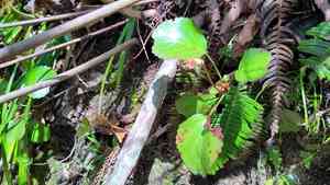 Nippon bells(Shortia uniflora)