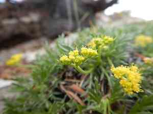 Shoshone carrot(Shoshonea pulvinata)
