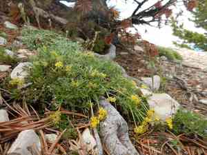 Shoshone carrot(Shoshonea pulvinata)