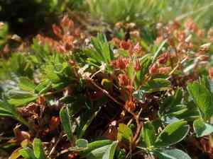 Creeping sibbaldia(Sibbaldia procumbens)
