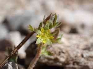 Creeping sibbaldia(Sibbaldia procumbens)