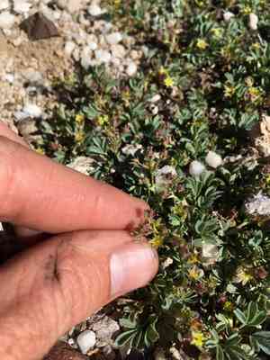 Creeping sibbaldia(Sibbaldia procumbens)