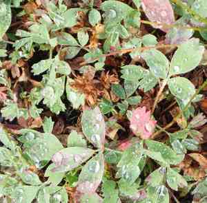 Creeping sibbaldia(Sibbaldia procumbens)
