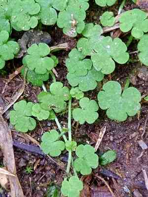 Cornish moneywort(Sibthorpia europaea)