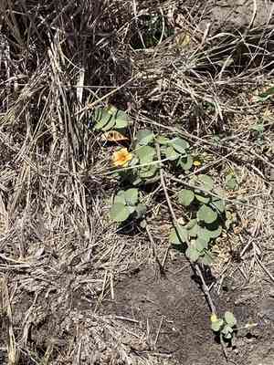Yellow ‘ilima(Sida fallax)