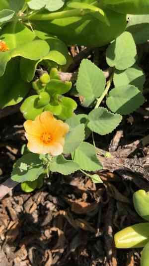 Yellow ‘ilima(Sida fallax)