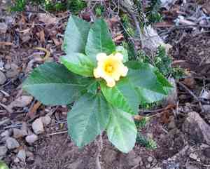 Yellow ‘ilima(Sida fallax)
