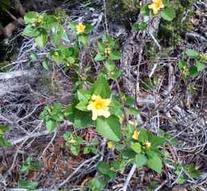 Yellow ‘ilima(Sida fallax)