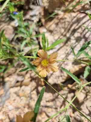 New mexico fanpetals(Sida neomexicana)