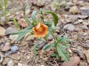 New mexico fanpetals(Sida neomexicana)