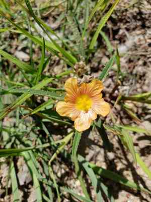 New mexico fanpetals(Sida neomexicana)