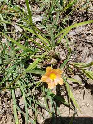 New mexico fanpetals(Sida neomexicana)