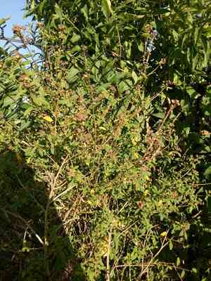 Fanpetals (Sida)(Sida)