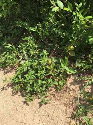 Fanpetals (Sida)(Sida)