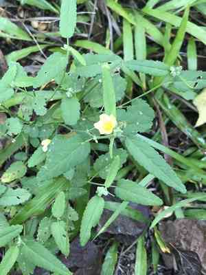 Fanpetals (Sida)(Sida)