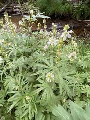 Prairie mallow(Sidalcea candida)