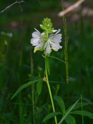 Prairie mallow(Sidalcea candida)