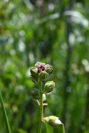 Prairie mallow(Sidalcea candida)
