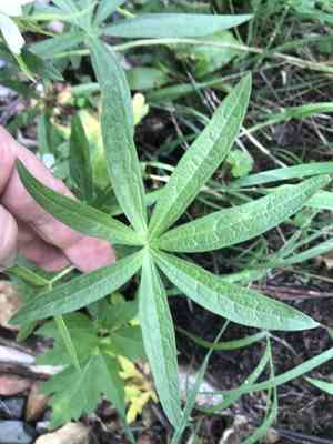Prairie mallow(Sidalcea candida)