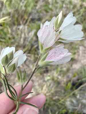 Hairy checkerbloom(Sidalcea hirsuta)