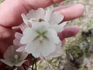 Hairy checkerbloom(Sidalcea hirsuta)