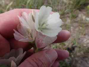 Hairy checkerbloom(Sidalcea hirsuta)