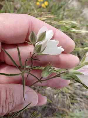 Hairy checkerbloom(Sidalcea hirsuta)
