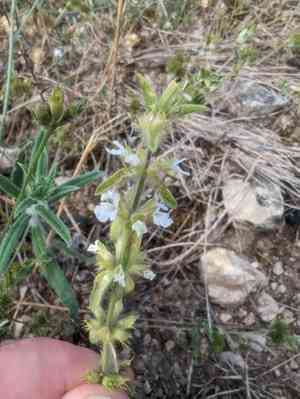 Simplebeak ironwort(Sideritis romana)