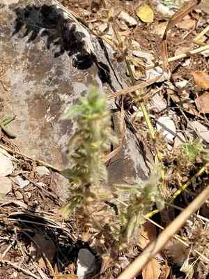 Simplebeak ironwort(Sideritis romana)