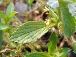 Simplebeak ironwort(Sideritis romana)