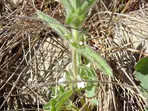 Simplebeak ironwort(Sideritis romana)
