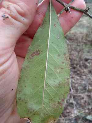 Buckthorn bully(Sideroxylon lycioides)