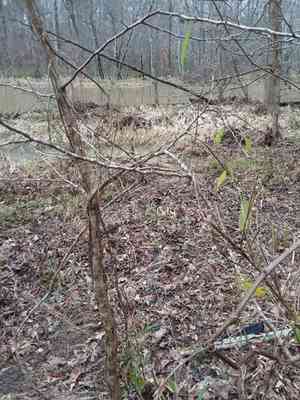 Buckthorn bully(Sideroxylon lycioides)