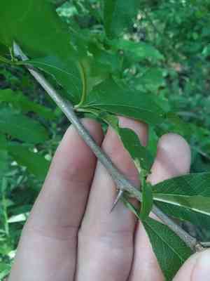 Buckthorn bully(Sideroxylon lycioides)