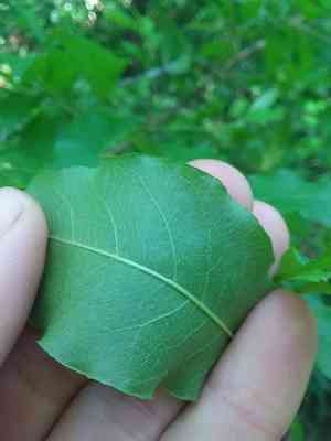 Buckthorn bully(Sideroxylon lycioides)