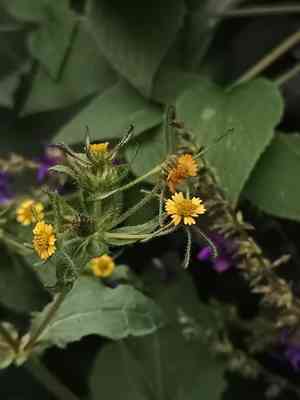 Sigesbeckia jorullensis(Sigesbeckia jorullensis)