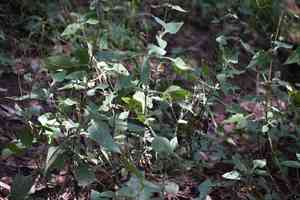 Sigesbeckia jorullensis(Sigesbeckia jorullensis)