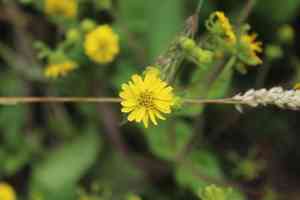 Sigesbeckia jorullensis(Sigesbeckia jorullensis)