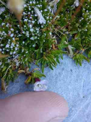 Moss campion(Silene acaulis)