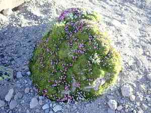 Moss campion(Silene acaulis)