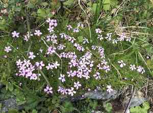Moss campion(Silene acaulis)