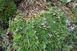 Moss campion(Silene acaulis)