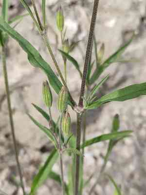 Silene aprica(Silene aprica)